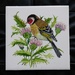 Goldfinch  by beryl