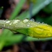Raindrops on Daffodil Bud by arkensiel