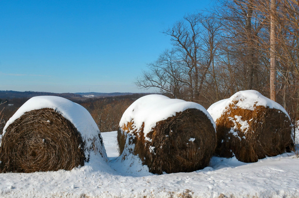 Bales of hay with snow by mittens