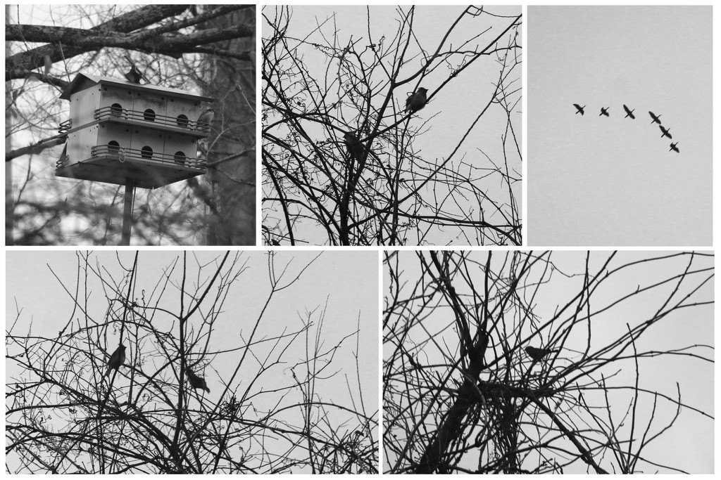 Birdies by ingrid01