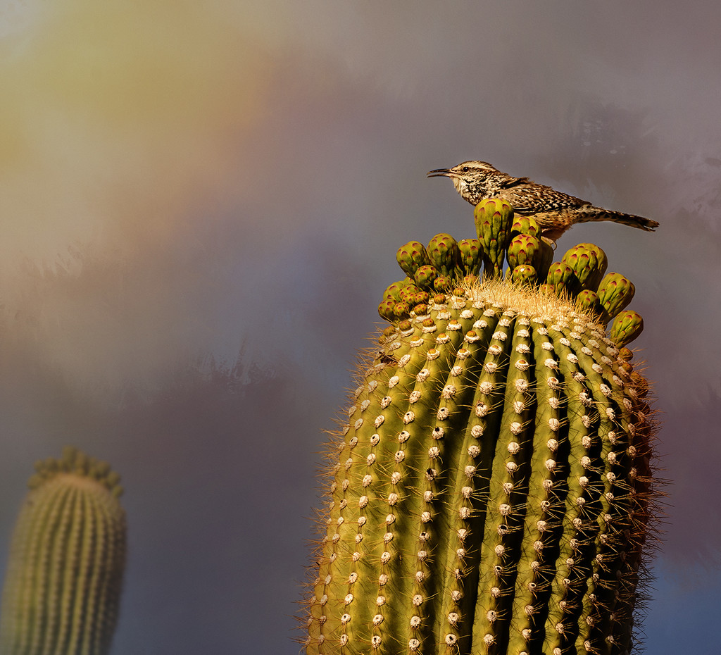 Cactus Wren for Textures by jgpittenger