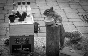 1st Feb 2016 - A squirrel walks into a bar...