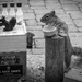 A squirrel walks into a bar... by berelaxed