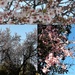 Very early Almond blossom  by kyfto