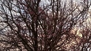 28th Jan 2016 - Cherry tree in blossom