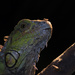 Green Iguana by leonbuys83