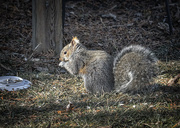 1st Feb 2015 - Squirrel and seed