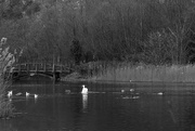 23rd Feb 2012 - The first b/w for the month