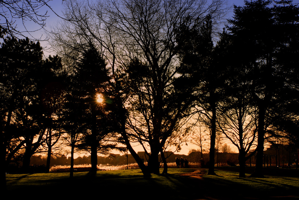 Park trees late afternoon by davidrobinson