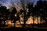 24th Nov 2015 - Park trees late afternoon