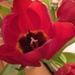 Pretty Tulips by bilbaroo