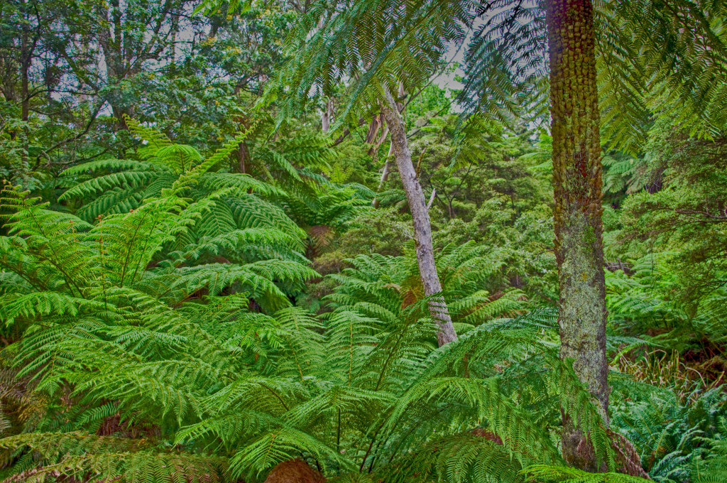 the tree ferns at Leura Cascades by annied