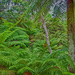 the tree ferns at Leura Cascades by annied