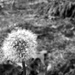 Precocious Dandelion by grammyn