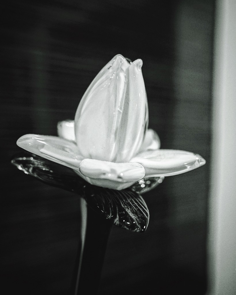 Glass tulip by cristinaledesma33