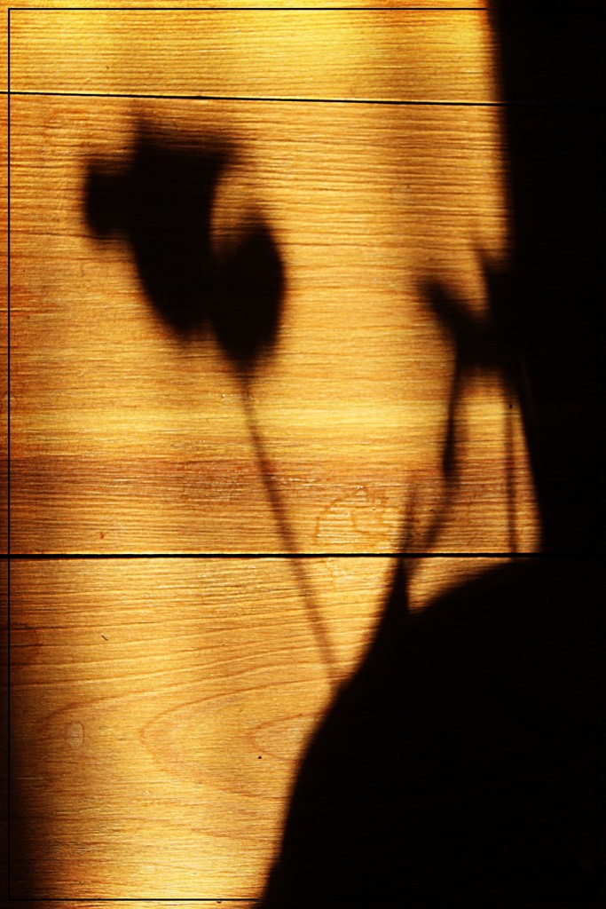 A Shadow on the Floor by olivetreeann