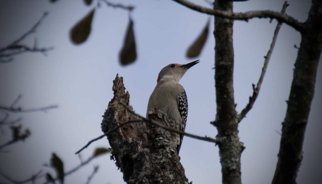 Just Another Woodpecker! by rickster549