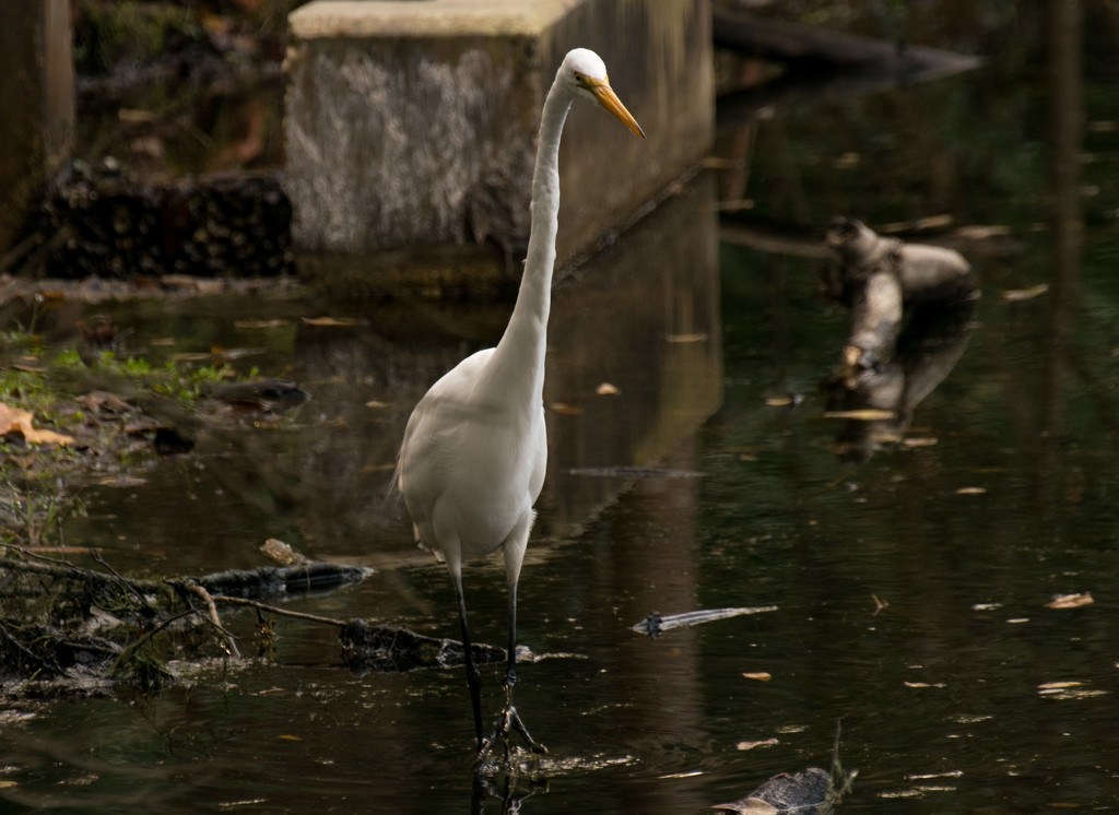 Another Egret? by rickster549