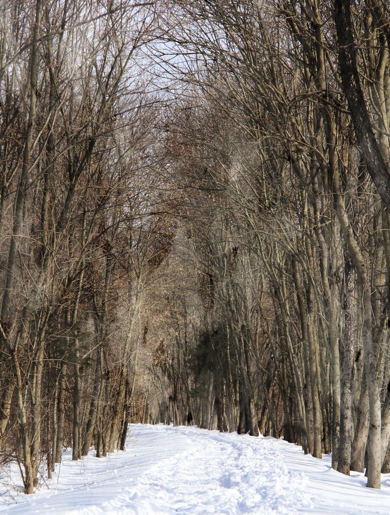 Sheltered Trail by digitalrn