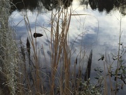 2nd Feb 2016 - Reflections, wetlands pond
