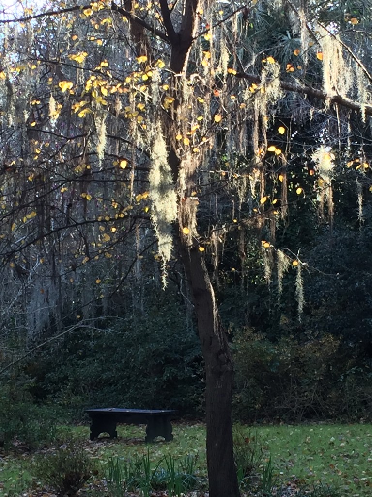 Solitude and afternoon light by congaree