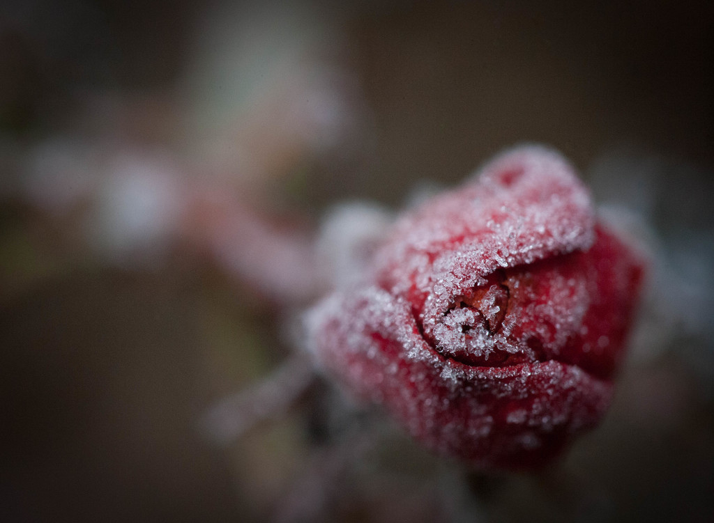 Frosty Rose by tina_mac