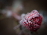 31st Jan 2016 - Frosty Rose