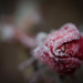 Frosty Rose by tina_mac