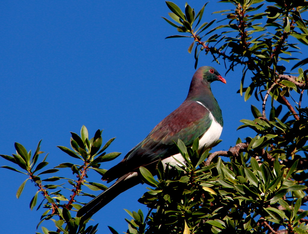 Perfectly posed pigeon by kiwinanna