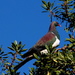 Perfectly posed pigeon by kiwinanna