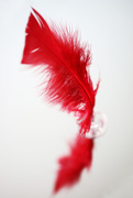 24th Jan 2016 - Feather