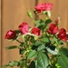 Parade of Roses by judyc57