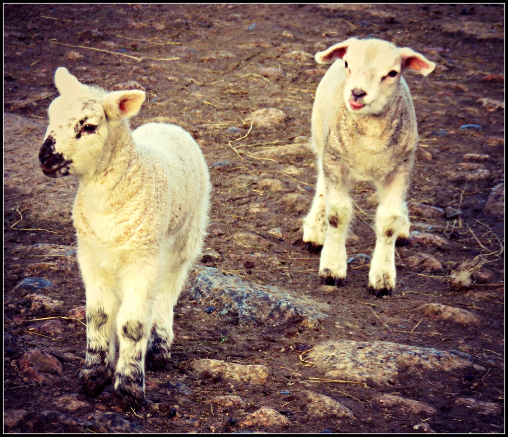 Easter Lambs by countrylassie