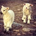 Easter Lambs by countrylassie