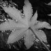 backlit leaf   by judithdeacon