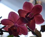 2nd Feb 2016 - Orchids