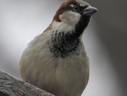 1st Feb 2016 - house sparrow
