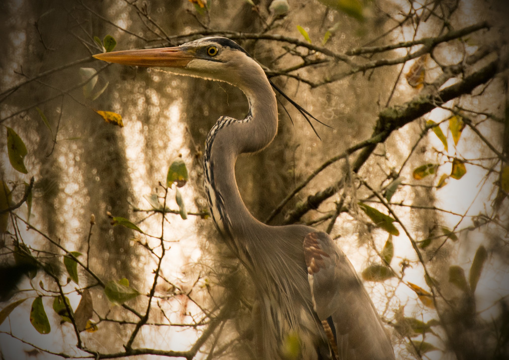 Great Blue Heron in the tree! by rickster549