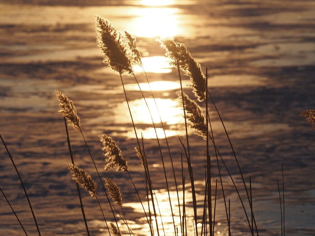 Golden Grass by selkie