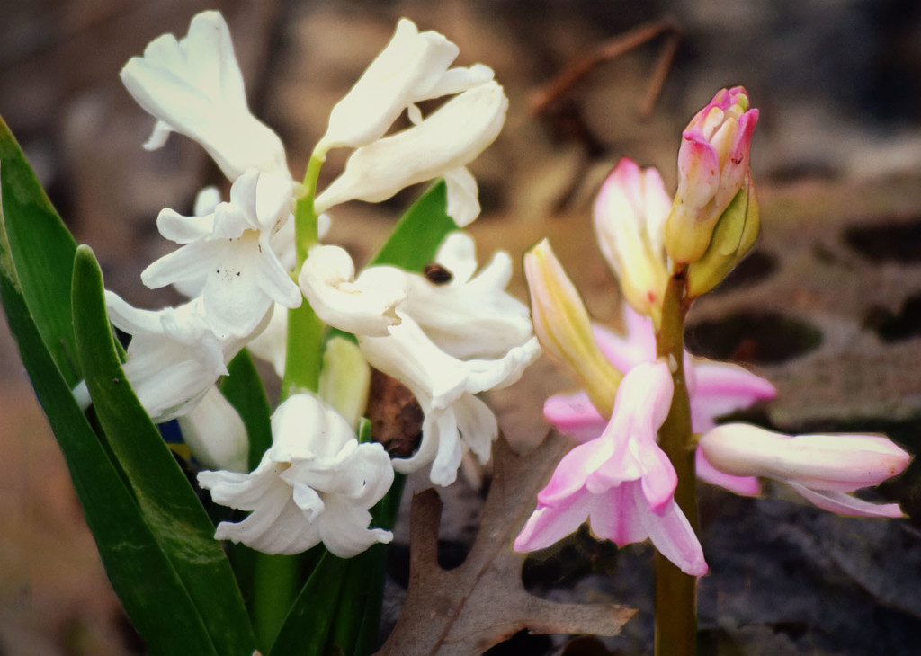Hyacinths in Bloom by dsp2