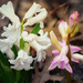 Hyacinths in Bloom by dsp2