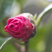 Camellia by jamibann