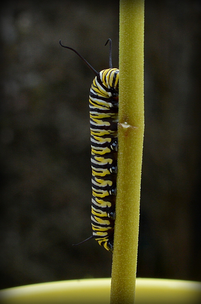 Caterpillar by nickspicsnz