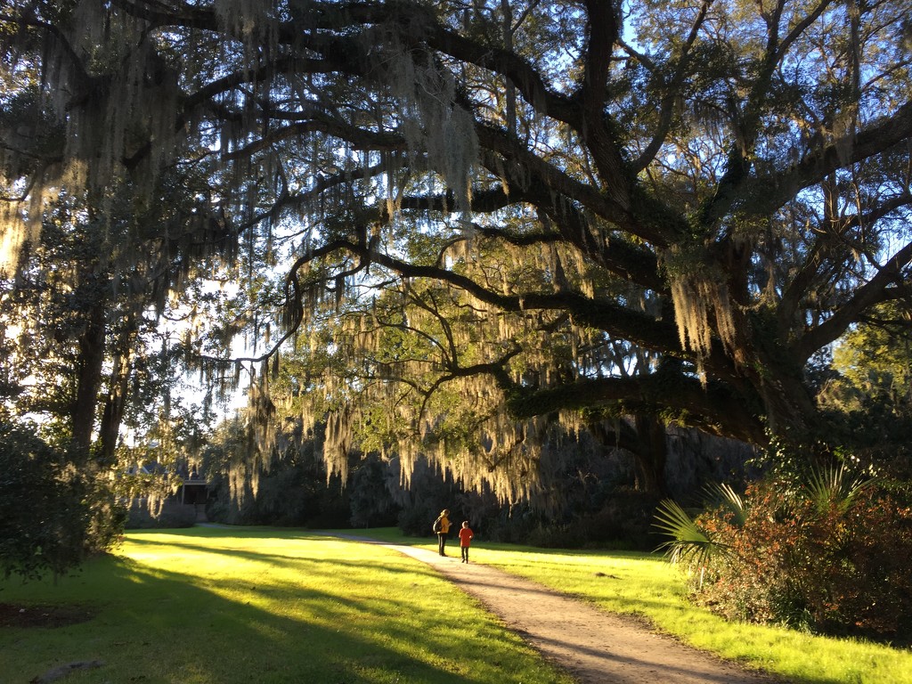 Afternoon light under the big live oak, Magnolia Gardens, Charleston, SC by congaree