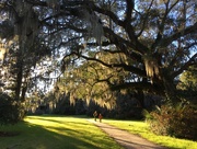 3rd Feb 2016 - Afternoon light under the big live oak, Magnolia Gardens, Charleston, SC