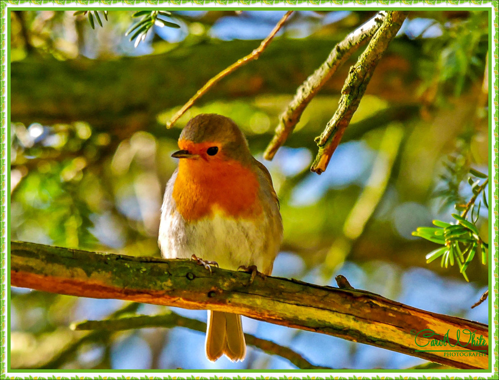 Little Robin Redbreast by carolmw