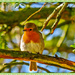Little Robin Redbreast by carolmw