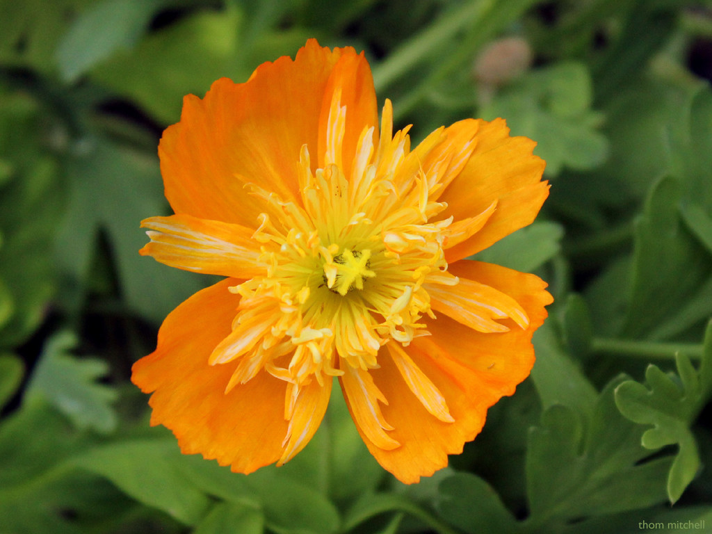 Arctic poppy by rhoing