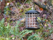 29th Jan 2016 -  Nuthatch and Great Tit 