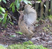 2nd Feb 2016 - Pheasant in a Flap